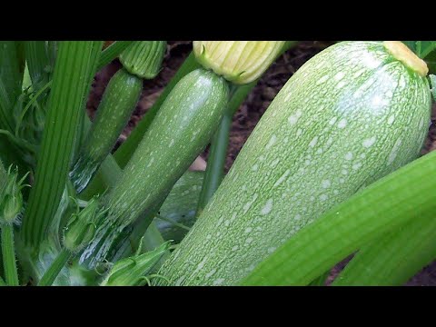 Video: Značajke Uzgoja Irisa U Vrtu