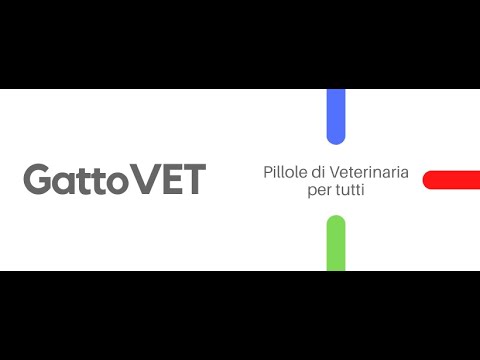 Video: Quanti Denti Hanno Un Gatto Adulto E Un Gatto, Come Pulirli A Casa, Incluso Come Pulirli Dalla Formazione Del Tartaro