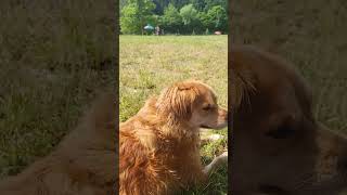 Salzachinsel Hundestrand Waginger See by Kokooooniii - Mustang TV  97 views 11 months ago 1 minute, 4 seconds