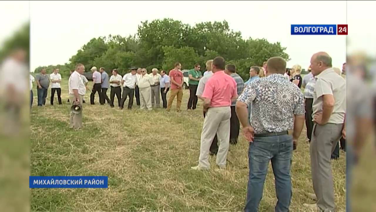 Погода в плотникова на 10 дней. Секачи Михайловский район Волгоградская область. День поля Михайловка. Хутор секачи Михайловский район. Хутор Плотников 2 Михайловский район.