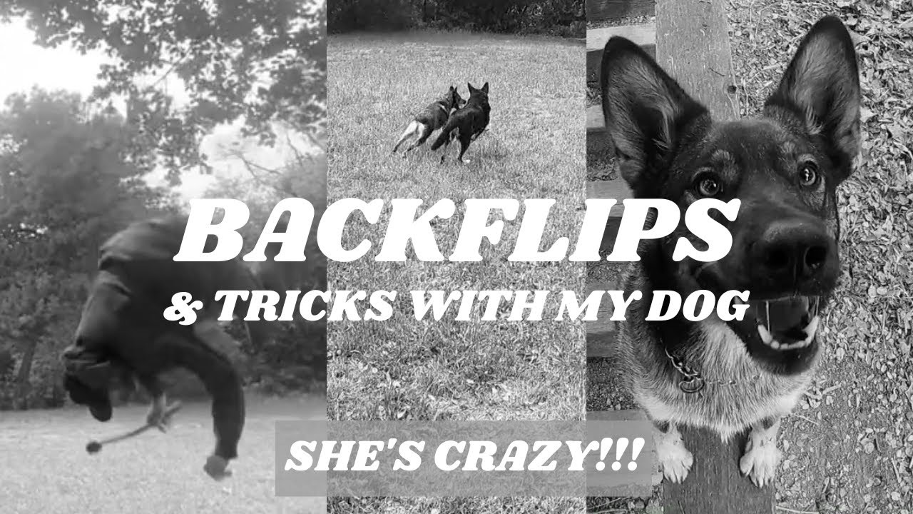 BackFlips & Tricks with my dog! YouTube