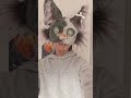 ‼️🌊🦈So many fishes in the sea so why can't one of them be mine?🌊🐠‼️ #therian #mask #fish #furry #bat
