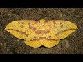 Imperial Moth Life Cycle