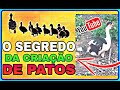 Como Começar uma Criação De Patos.