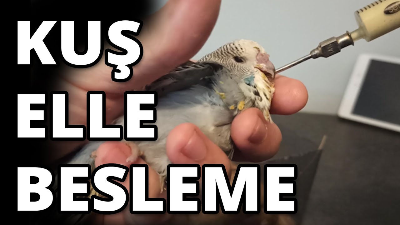 Muhabbet Kuşu Elle Besleme Şırınga Enjektör Besleme