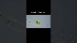 Vampire Amoeba