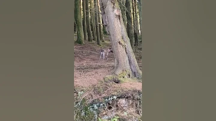 Excited whippets funny dance move 🤣 #shorts #whippet