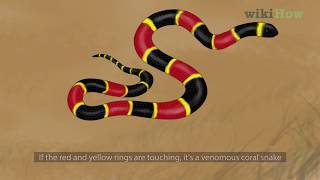 How to Tell the Difference Between a King Snake and a Coral Snake