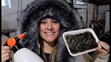 My Tray Watering Method for Lisianthus: Flower Hill Farm