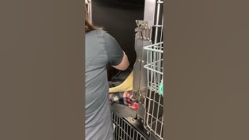 Removing a cat from an upper cage without assistance