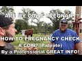 How To Pregnancy Check A Cow? (Palpation) PLUS GREAT INFO From A Professional!