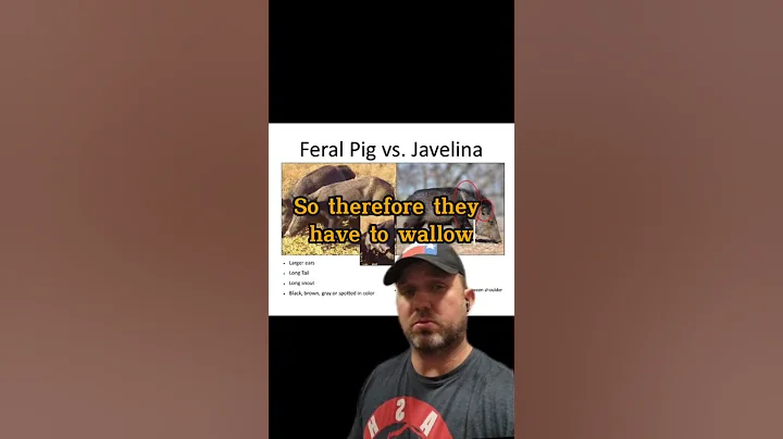 Lets Talk About the Difference Between Feral Pig and Javelina
