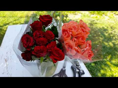 Video: Ako vypestovať ružu z rezaného kvetu: tipy