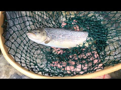 თევზაობა მდინარის წითელ კოპლებიან კალმახზე საქართველოს ულამაზეს და მისტიურ მხარეში