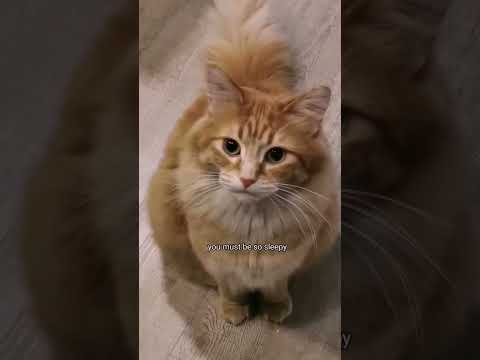A Yawn and