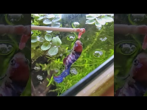 Video: Heeft Betta Fish een verwarming nodig en filtert hij in zijn tank?