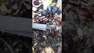 Producción De Humus