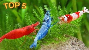 TOP 5 loài tép cảnh đẹp, phổ biến cho bể thủy sinh