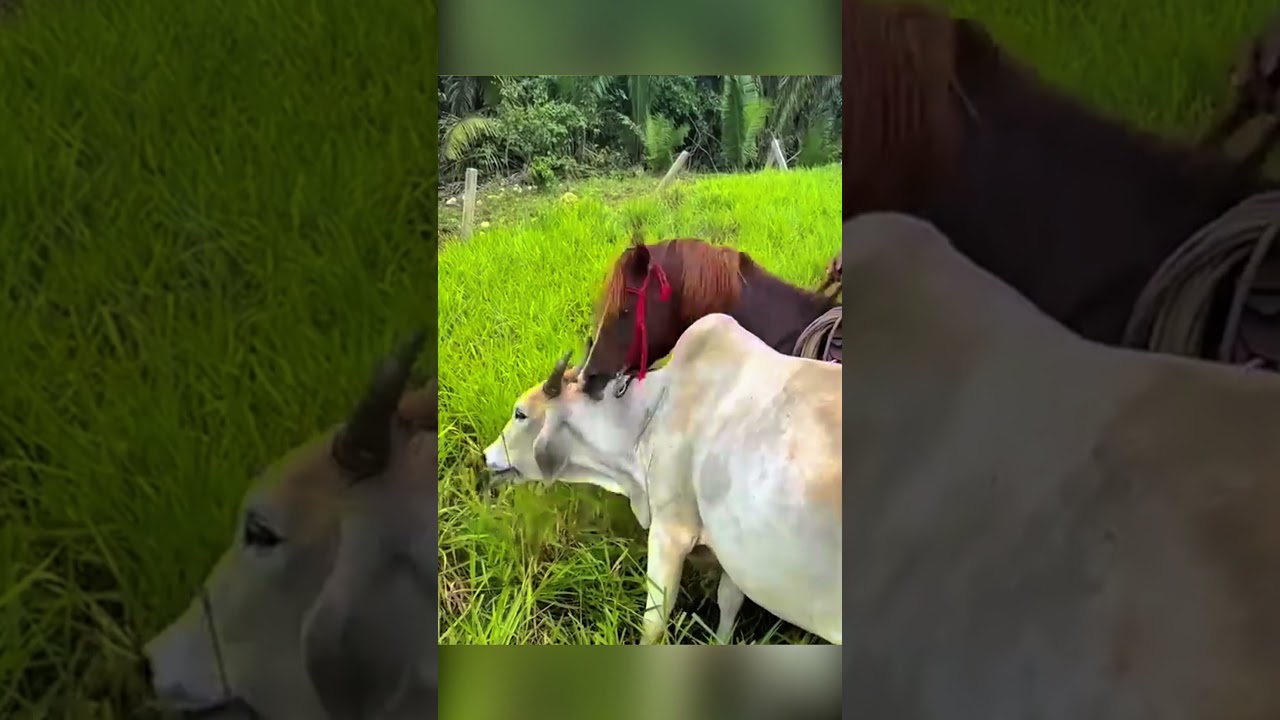 Шок! Собака поймала вора.