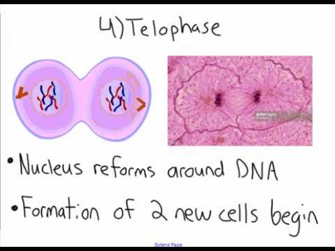 Mitosis and Cell Cloning