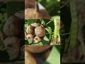 Ăn hạt củ đậu, bệnh nhi 19 tháng tuổi nguy kịch phải thở máy #radarsuckhoe #shorts