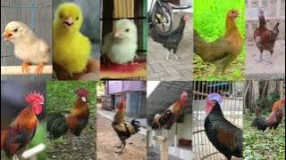 Macam macam dan jenis suara Ayam | Anak ayam | Ayam betina | Ayam Jantan