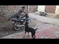 Dog lover arun kallolli #doglover