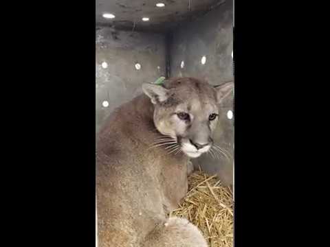 Captured Mountain Lion Removed from ISU Campus