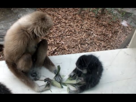 kawaii emoticons White-handed gibbon family of Tama Zoological Park.多摩動物公園のシロテテナガザル一家。
