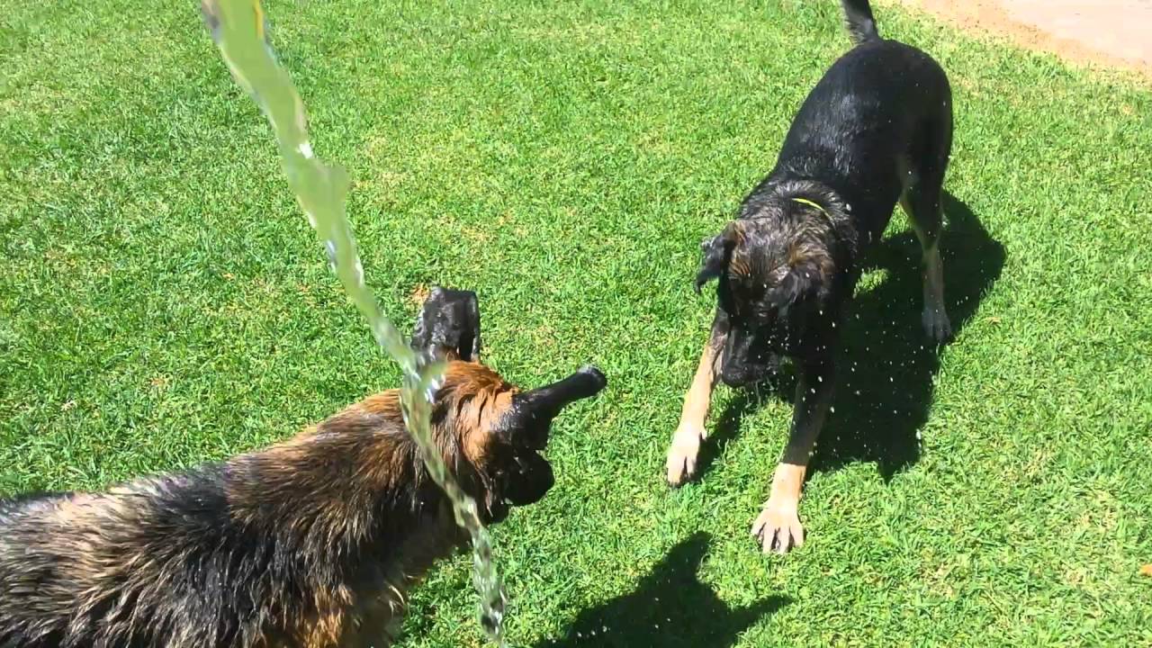 Eko and Razzle playing in the hose water YouTube