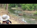 3 Tigers in one frame - Bandhavgarh Tiger Reserve - May 2018