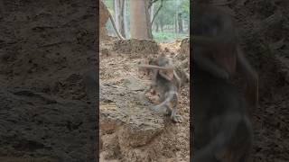 beautiful lovely cutie baby monkey gorgeous  enjoy daily life attractive #shorts #viral #monkey