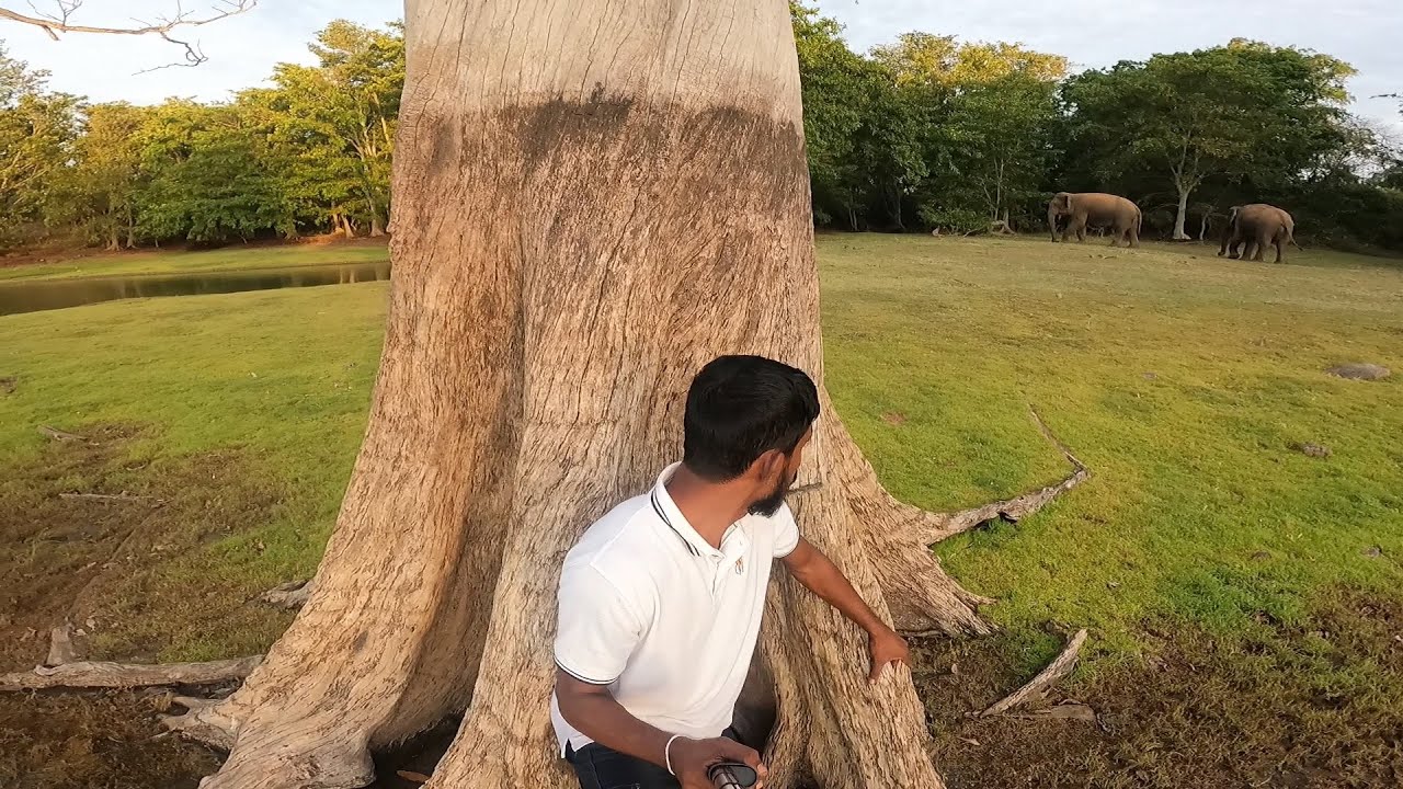 හම්බේගමුව නම් පිස්සුවක් 🥰🐘@WasanthaAiya වසන්ත අයියාත් එක්ක...🌾🍃