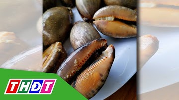 Ốc trinh nữ đặc sản "trời ban" cho biển Việt Nam | THDT