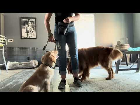 FIRST STEPS to 'COMPANIONABLE WALKING' - WALK WITH ME