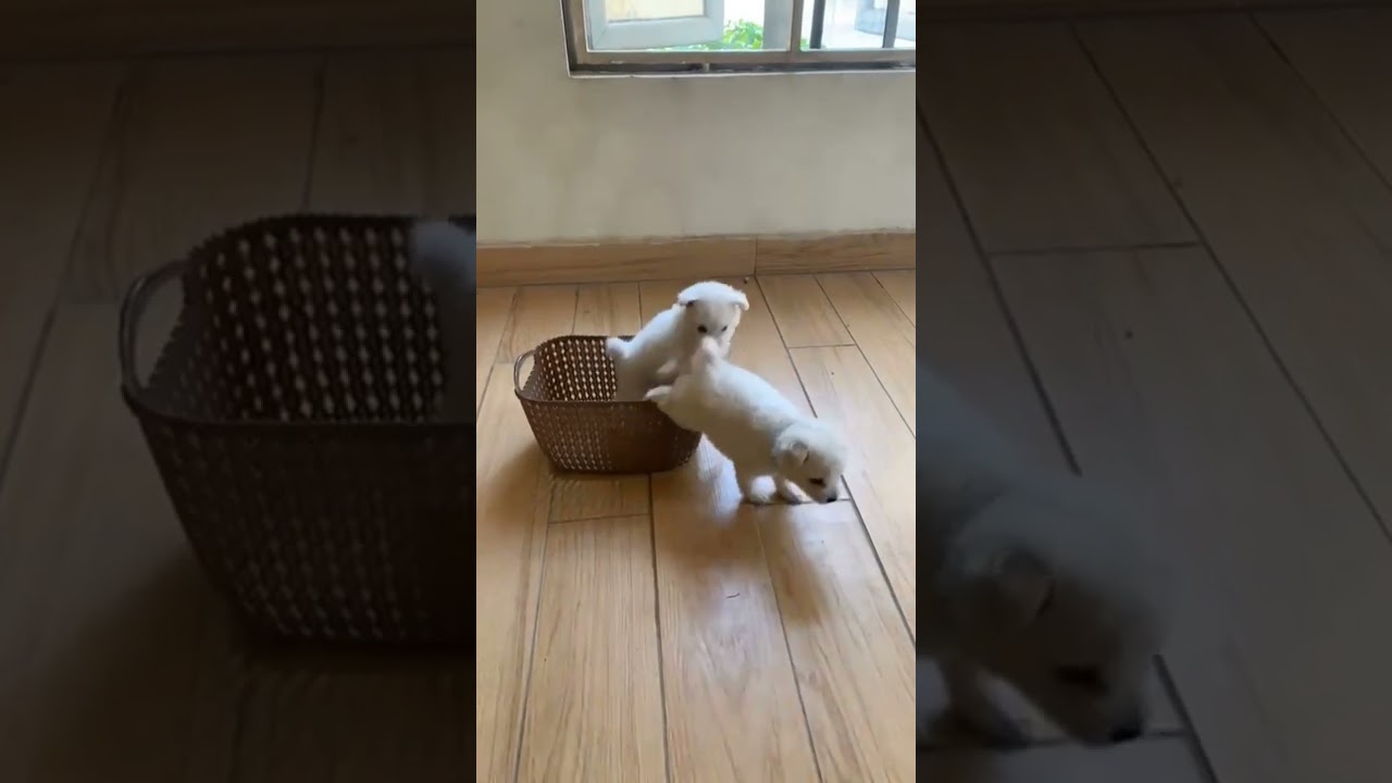 Double Trouble – Eskimo Puppies in Play Mode. 