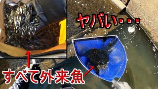 一掬いで特定外来生物が300匹以上捕れる川がヤバい・・・