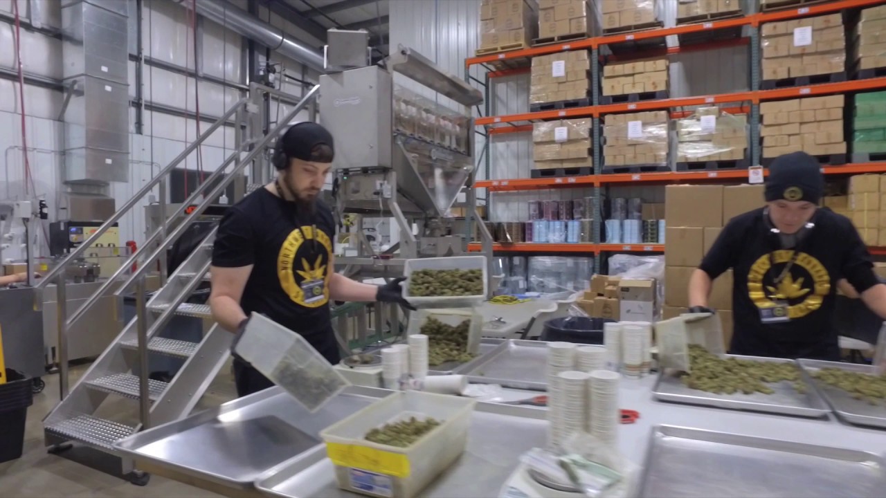 Washington's Largest Weed Facility Does the Mannequin Challenge