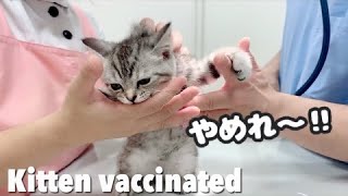 The baby kitten vaccinated.