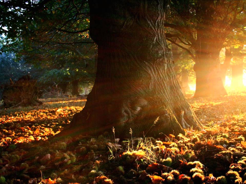Obejrzyj Early Autumn ~ Erik Wollo w YouTube Obejrzyj Early Autumn ~ Erik Wollo w YouTube