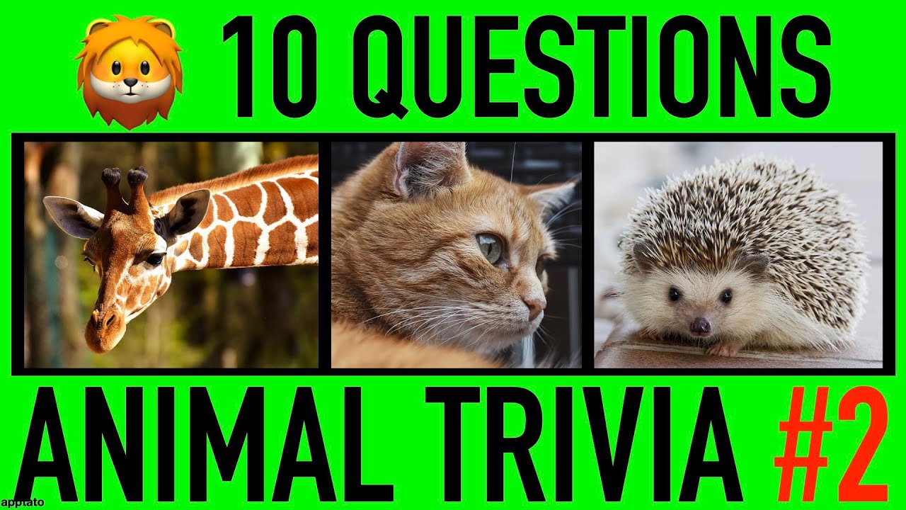 Quiz de Trivia de Animais – 12 Perguntas e Respostas sobre o Reino Animal –  Responda Rápido #1 🦒🦎🐯🐸 