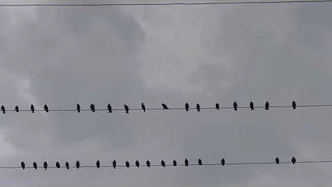 Защищаюсь от нашествия скворцов