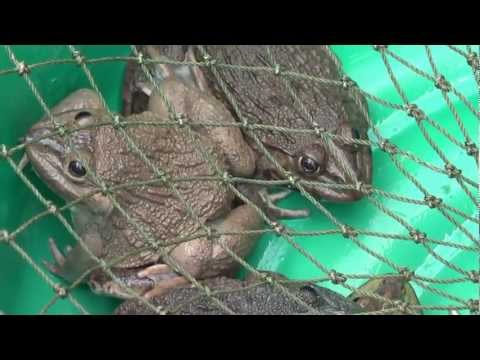 Video: Asiatische Katzenhaie (Hemiscylliidae)