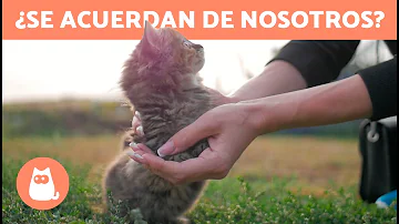 ¿Cómo echan de menos los gatos a sus dueños?