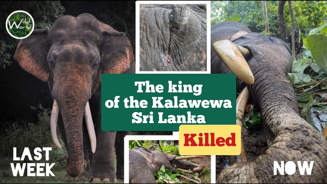 The king of the Kalawewa Sri Lanka Killed | RIP Deega danthu 1 | Sri ...