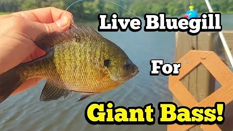 How to Use Live Bluegill for Giant Bass fishing! (big bass frenzy & more)