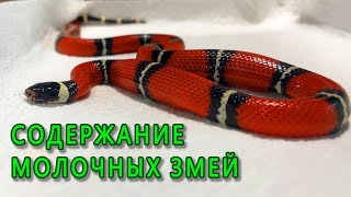 Содержание Молочных змей в домашних условиях (Lampropeltis triangulum sinaloae).