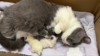 5 kittens were born with fur that was not yet dry. by Meowing TV 1,878 views 2 months ago 3 minutes, 14 seconds