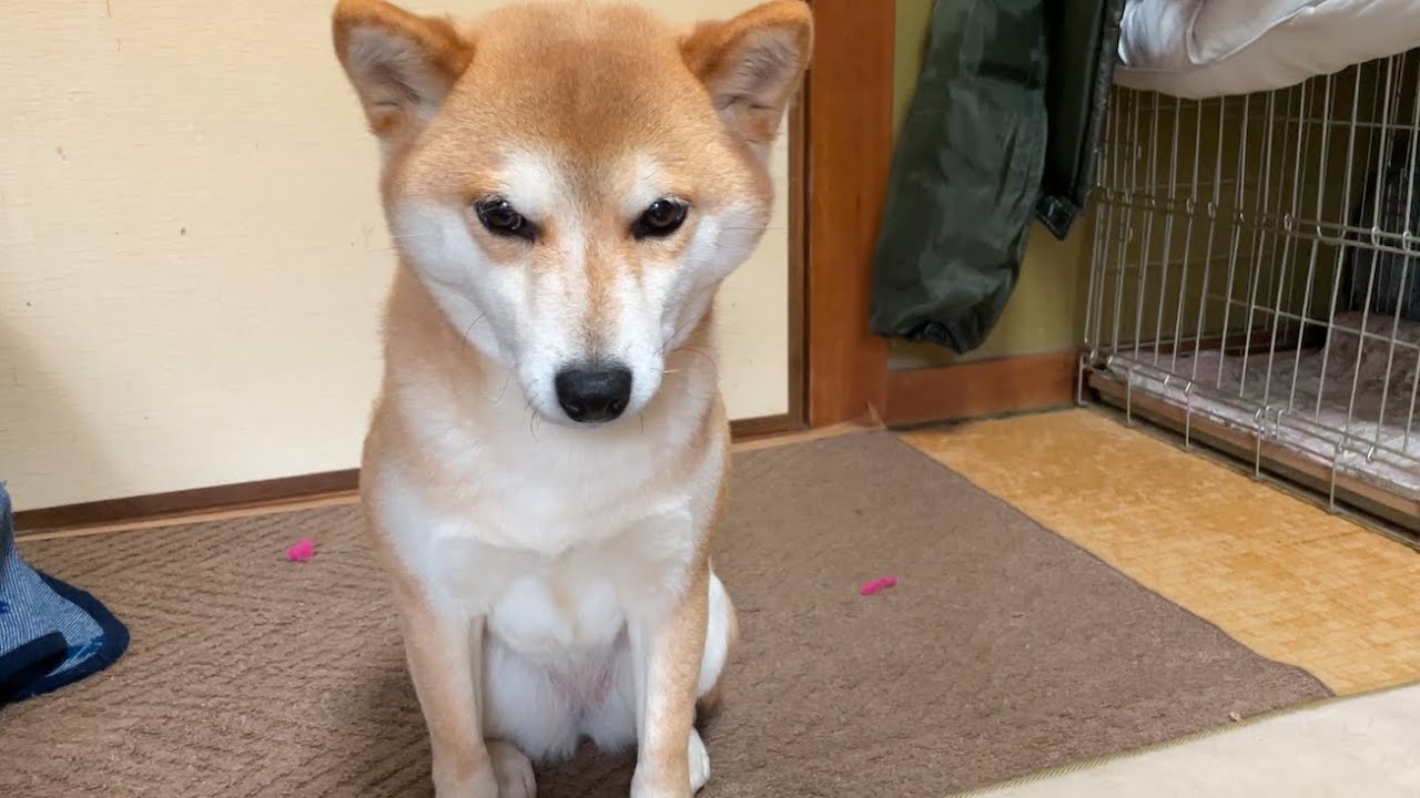 犬の伸びーるほっぺ もちもちカワイイだけじゃない意外な理由 いぬのきもちnews Line News