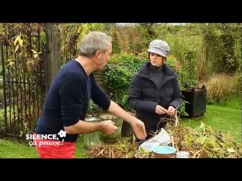 Vidéo: Utilisations des pommes rouges Paula : comment faire pousser un pommier rouge Paula